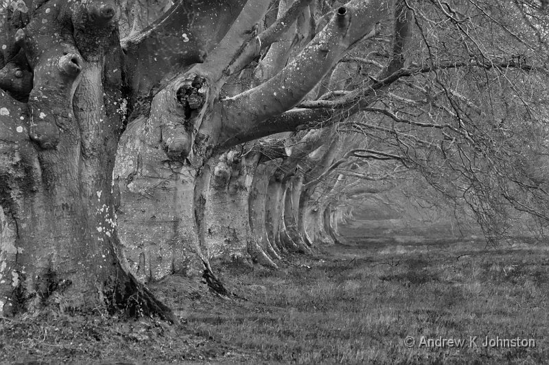 0214_7D_6362 BW.jpg - The Beech Avenue near Kingston Lacy - Mono version